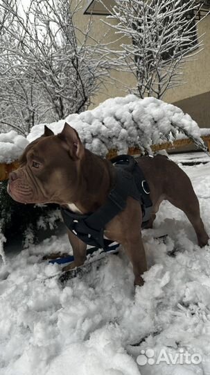 Американский Булли вязка