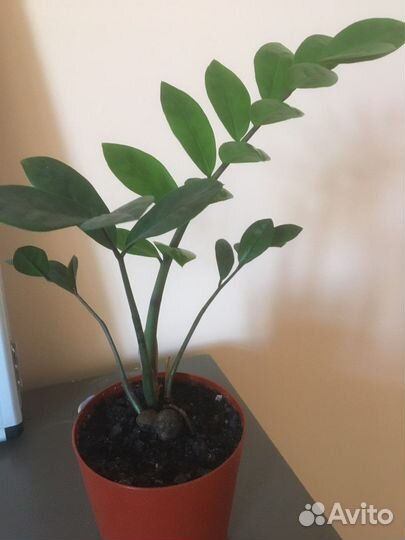 Замиокулькас