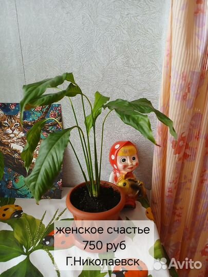 Комнатные цветы