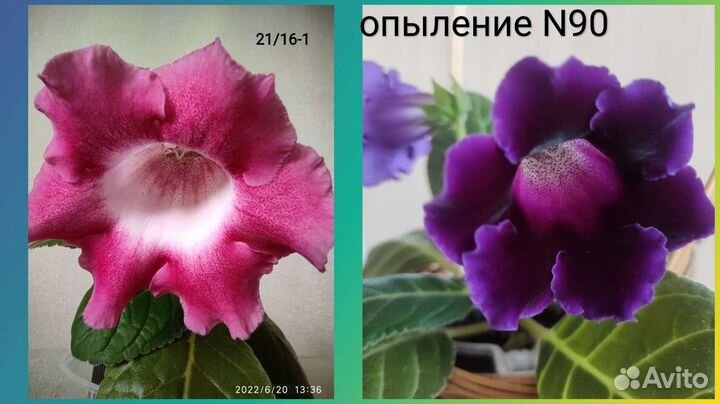 Семена глоксиний - 2