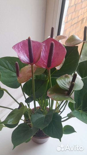 Антуриум розовый