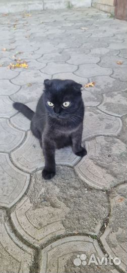 Британские вислоухие котята