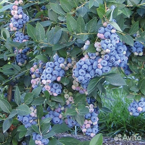 Голубика сорт Аврора