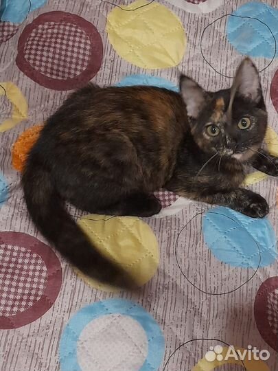 Котенок девочка в добрые руки