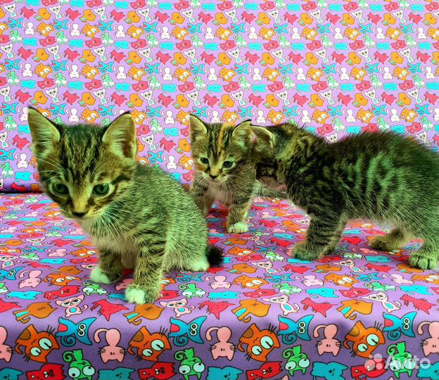 Котята в добрые руки