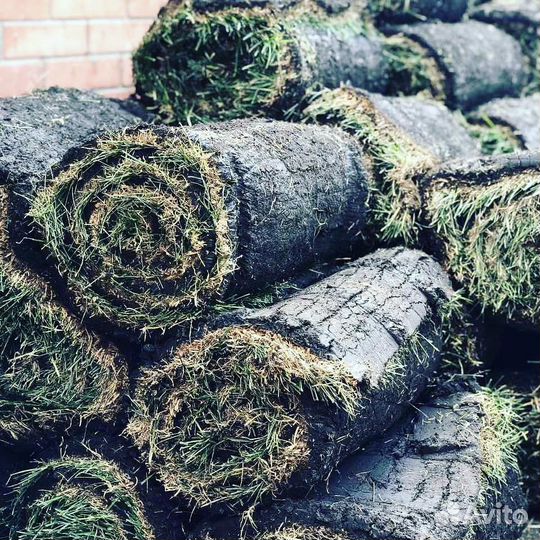 Рулонный газон