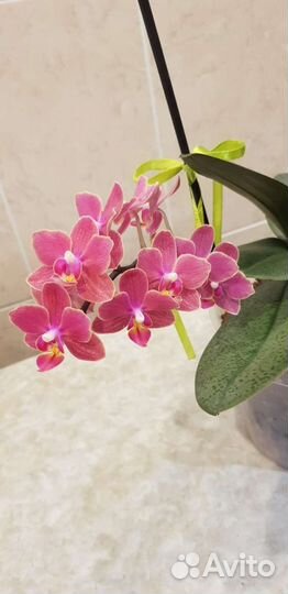 Орхидея фаленопсис