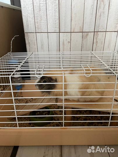 Морские свинки