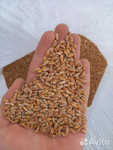 Пшеница Кукуруза Корма