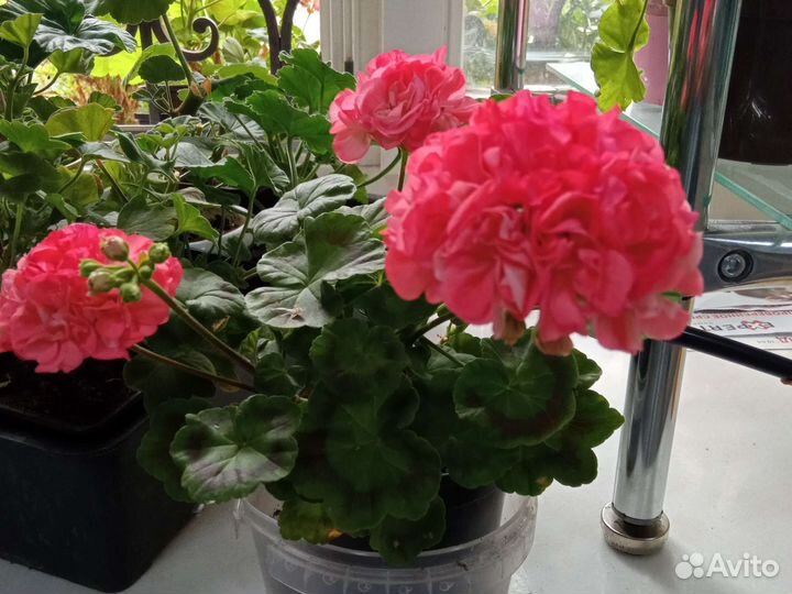 Пеларгония герань