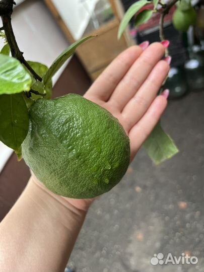 Лимонное дерево с плодами