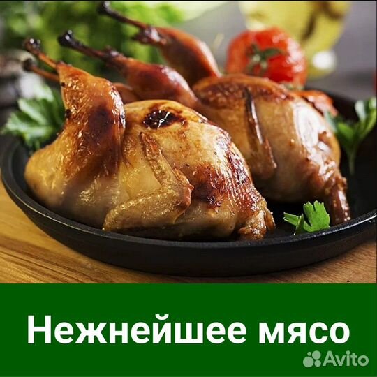 Свежие перепелиные тушки. Мясо перепелок