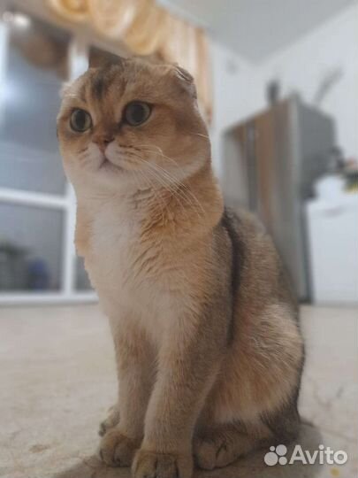 Шотландская вислоухая золотая шиншилла