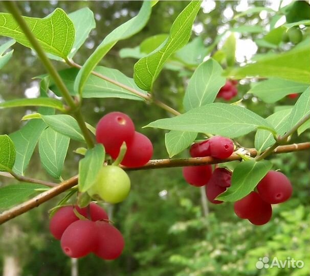 Жимолость Красная