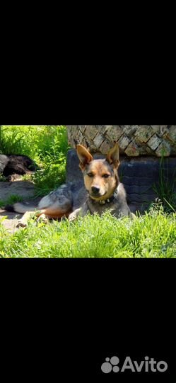 Классный пес спасен дважды и ищет дом