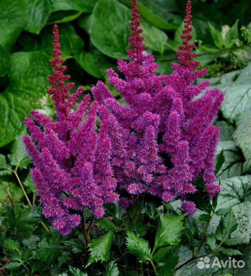 Цветы, рассада