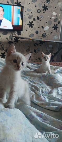 Котята в добрые руки приучены к лотку