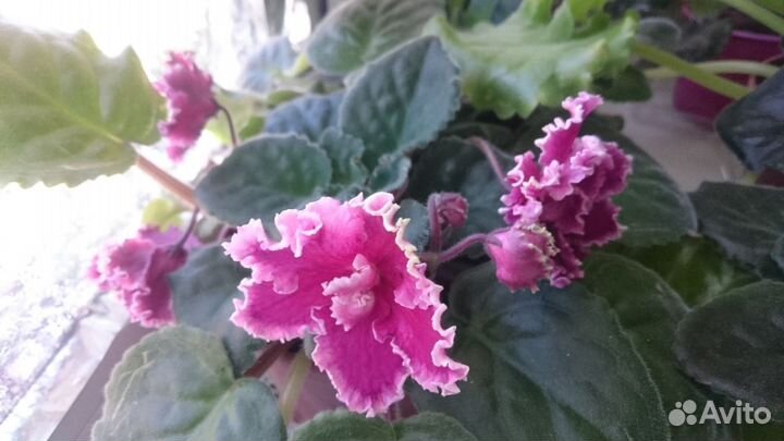 Фиалки сортовые