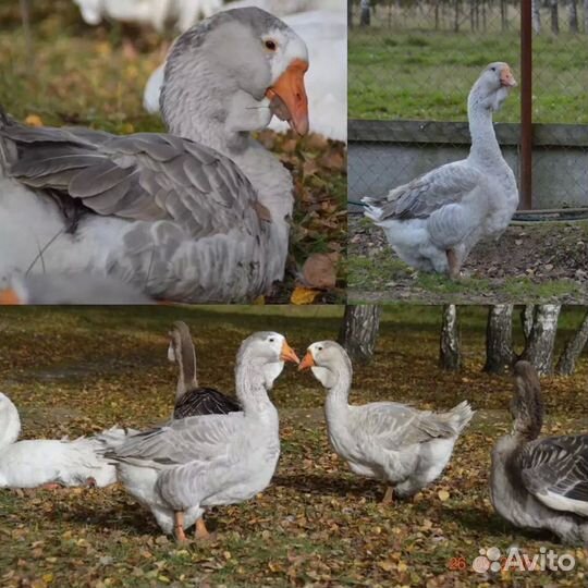 Гуси Холмогоры