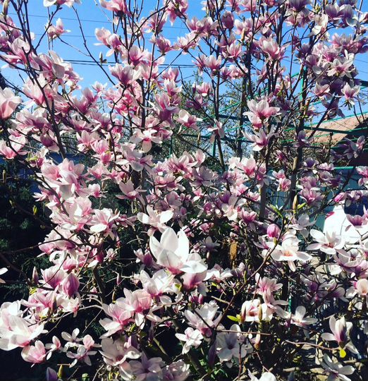 Дача 50 м² на участке 6 сот.