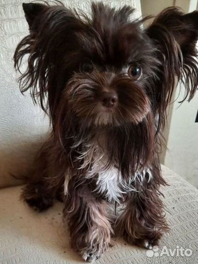 Вязка с микриком