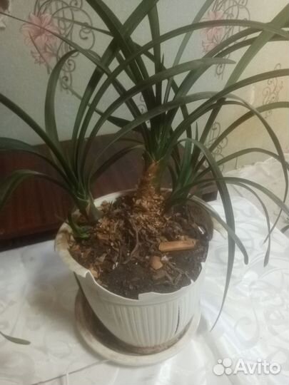 Комнатные цветы кливия