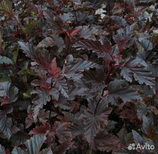 Пузыреплодник калинолистный