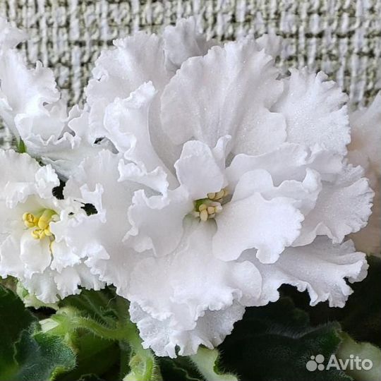 Фиалка Леший, Оptimara millenia лист, Ice Queen