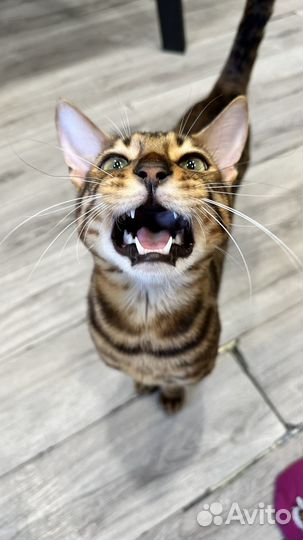 Бенгальский кот вязка