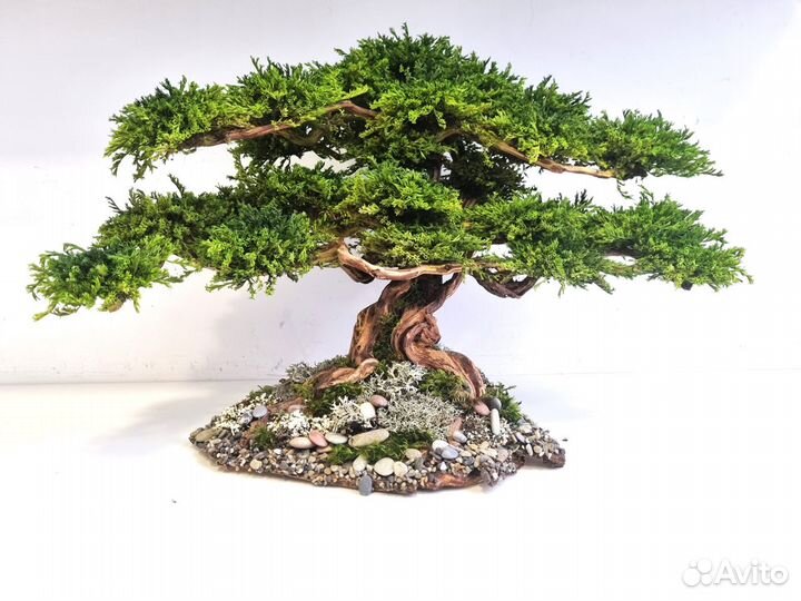 Декоративное дерево Бонсай Кедр Ливанский 50*33*33