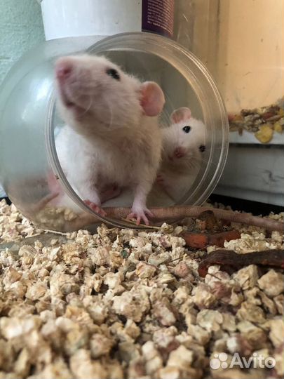 Крыски дамбо