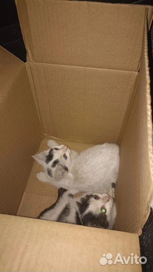 Котяточки