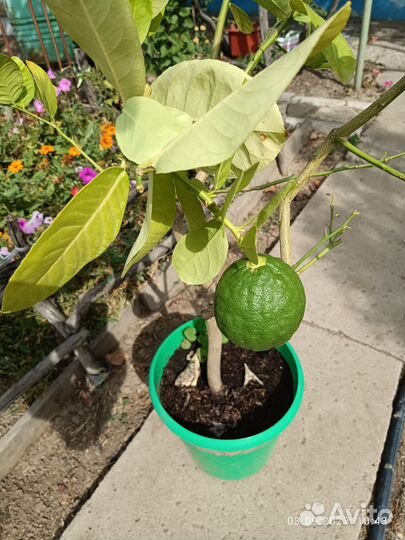 Лимон с плодом