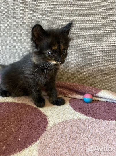 Котята в добрые руки бесплатно