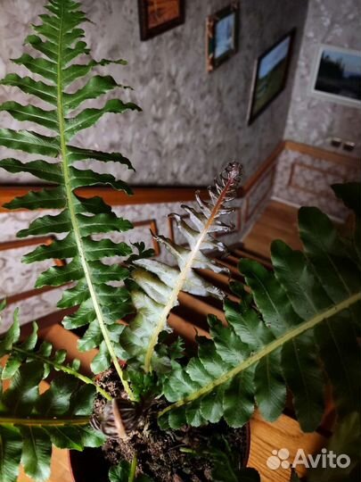 Блехнум gibbum brasiliense volkano