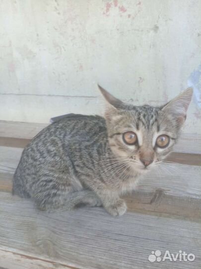 Катенок в добрые руки