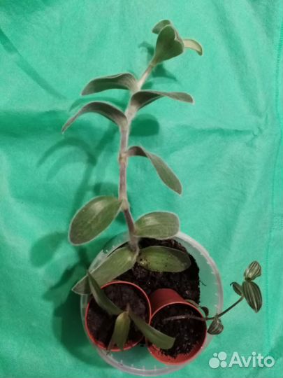 Традесканция рео