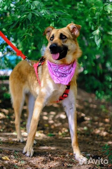 Умная добрая Собака ищет дом