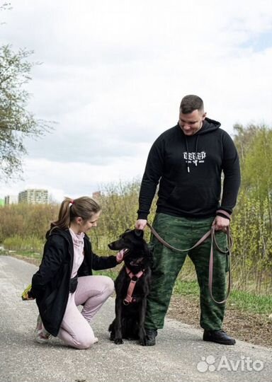 Красавчик Вуди из приюта ждёт свою семью