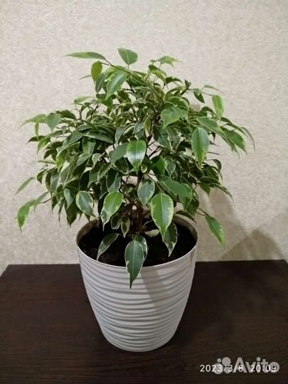 Фикус Бенджамина кинки
