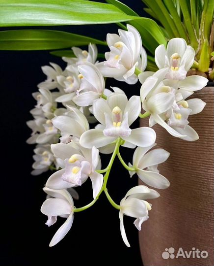 Орхидея цимбидиум Сара Джейн айс каскад
