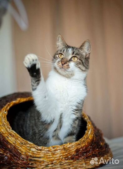 Котик в добрые руки