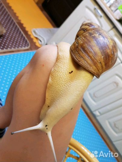 Ахатина ретикулята альбино