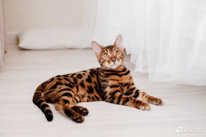 Бенгальская девочка