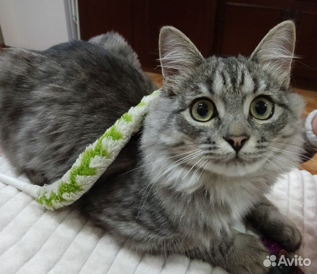 Отдам кота в добрые руки