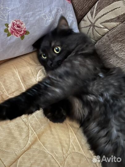 Кошка