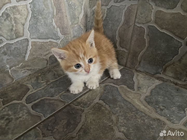 Котятки в добрые руки