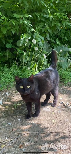 Кот выживает на помойке