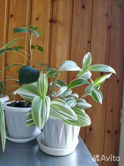 Комнатные цветы