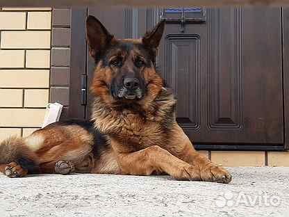 Щенки немецкой овчарки